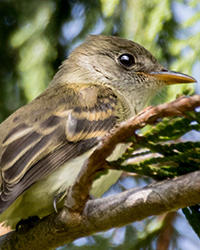 Willow Flycatcher