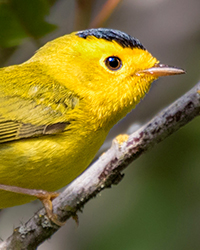 Wilson's Warbler