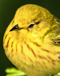 Yellow Warbler