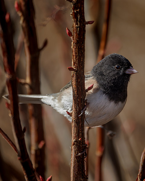 Dark-eyed Junco (Oregon)