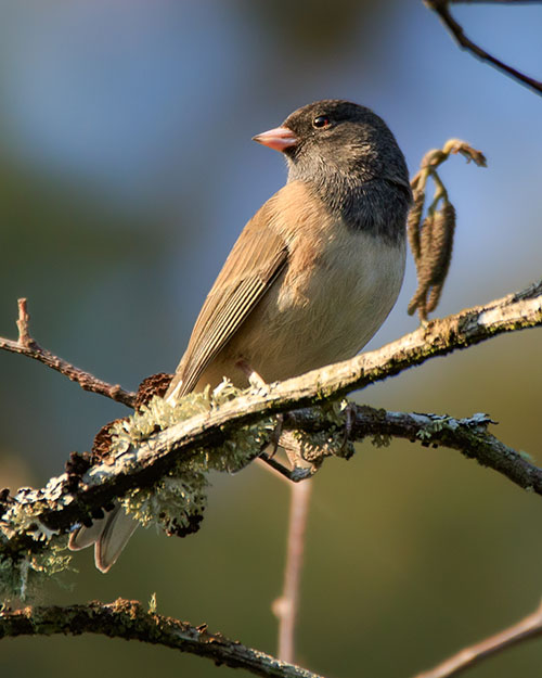 Dark-eyed Junco (Oregon)