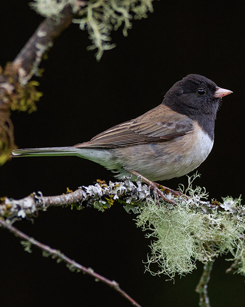 Dark-eyed Junco (Oregon)