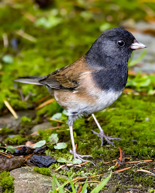 Dark-eyed Junco (Oregon)