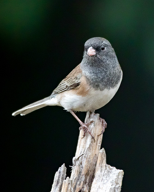 Dark-eyed Junco (Oregon)