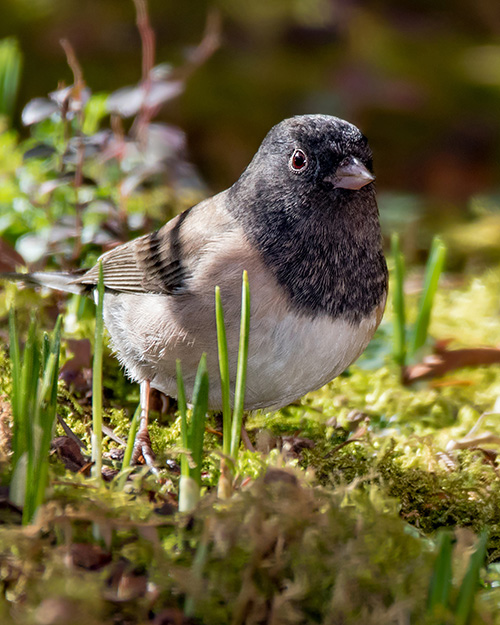 Dark-eyed Junco (Oregon)