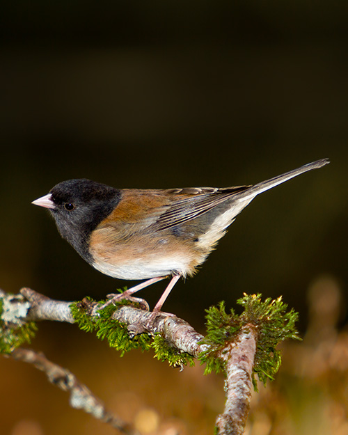 Dark-eyed Junco (Oregon)