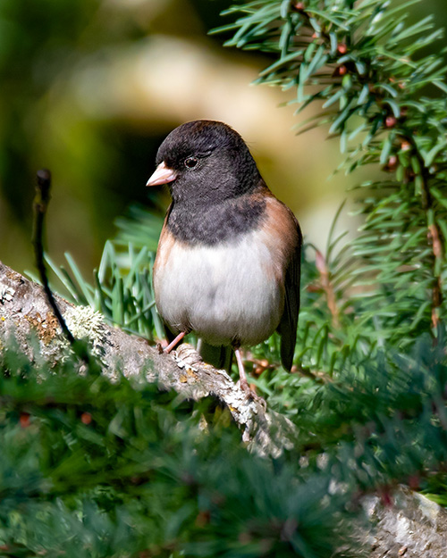 Dark-eyed Junco (Oregon)