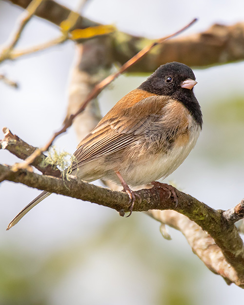 Dark-eyed Junco (Oregon)