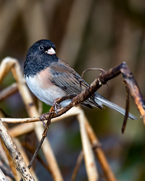 Dark-eyed Junco (Oregon)