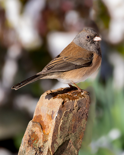 Dark-eyed Junco (Oregon)