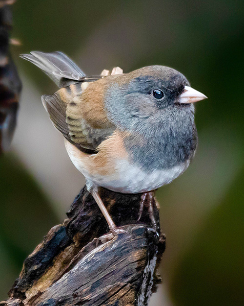 Dark-eyed Junco (Oregon)