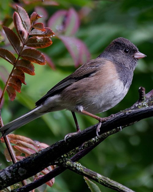 Dark-eyed Junco (Oregon)