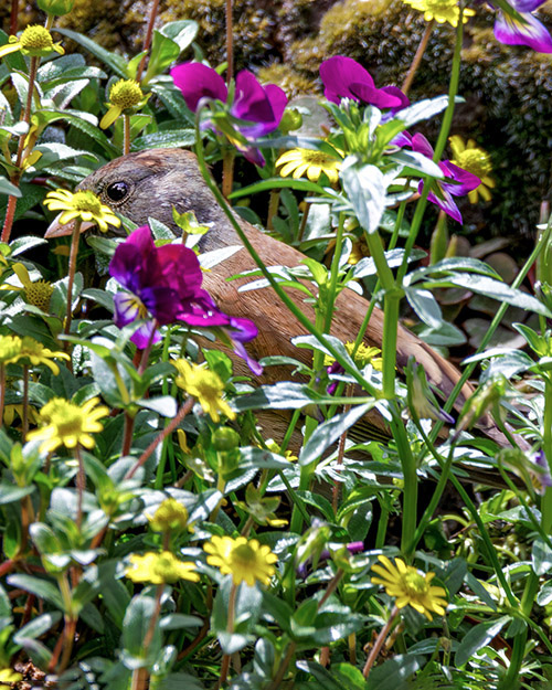 Dark-eyed Junco (Oregon)