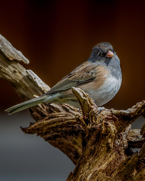 Dark-eyed Junco (Oregon)