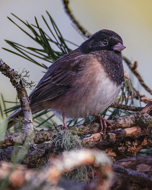 Dark-eyed Junco (Oregon)