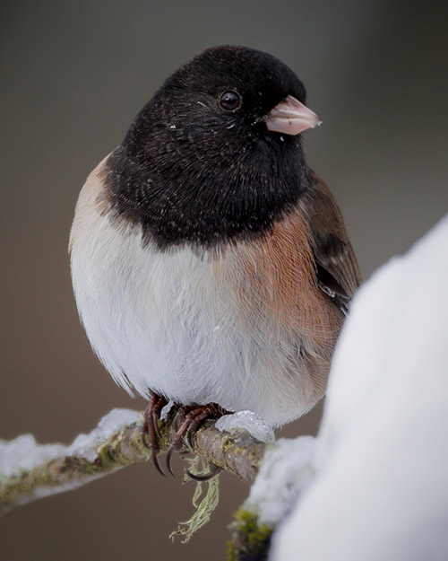 Dark-eyed Junco (Oregon)