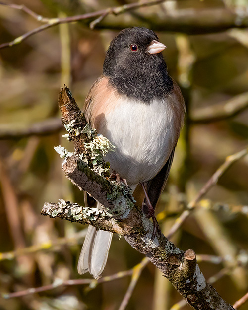 Dark-eyed Junco (Oregon)