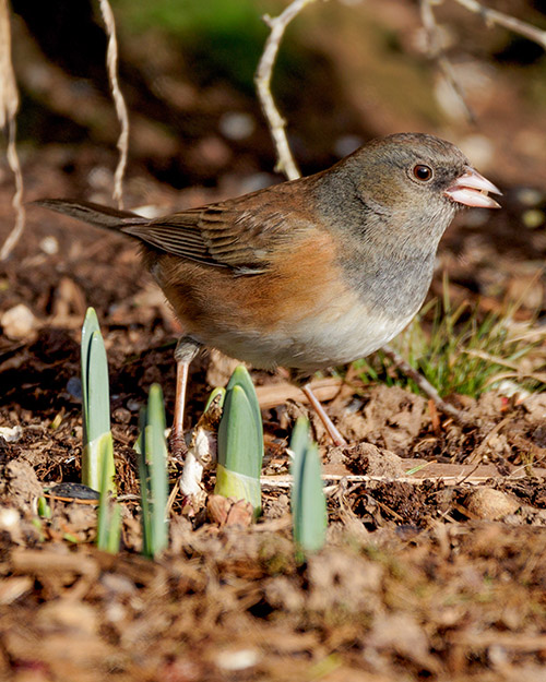 Dark-eyed Junco (Oregon)