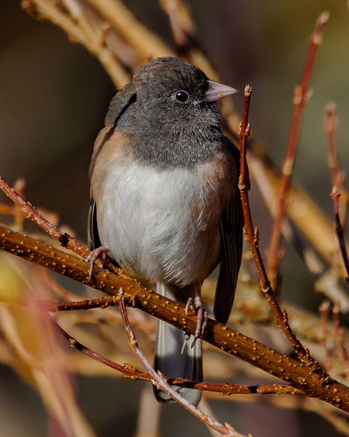 Dark-eyed Junco (Oregon)