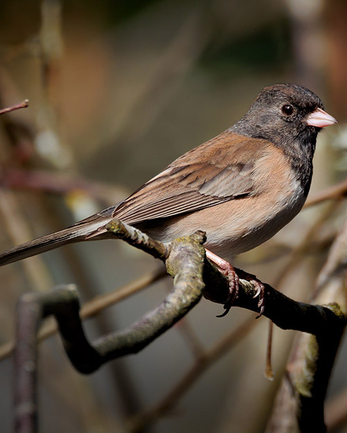 Dark-eyed Junco (Oregon)