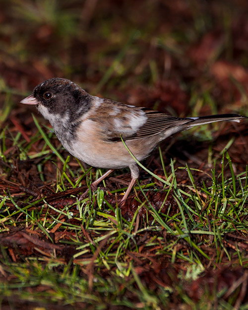 Dark-eyed Junco (Oregon)