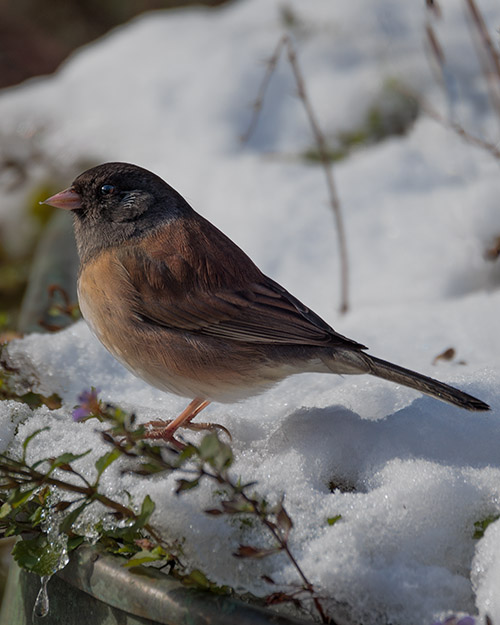 Dark-eyed Junco (Oregon)