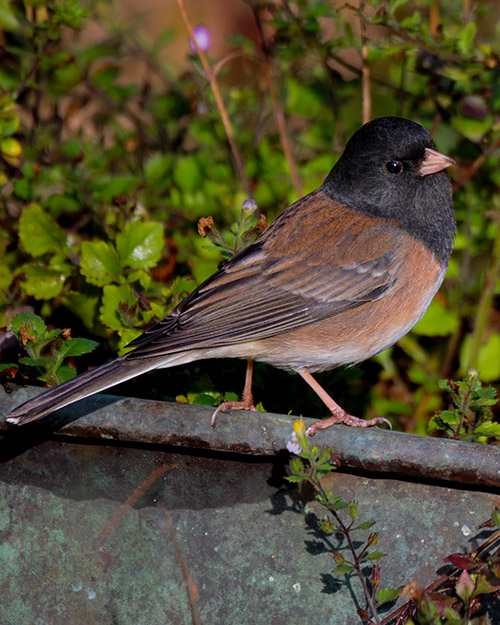 Dark-eyed Junco (Oregon)