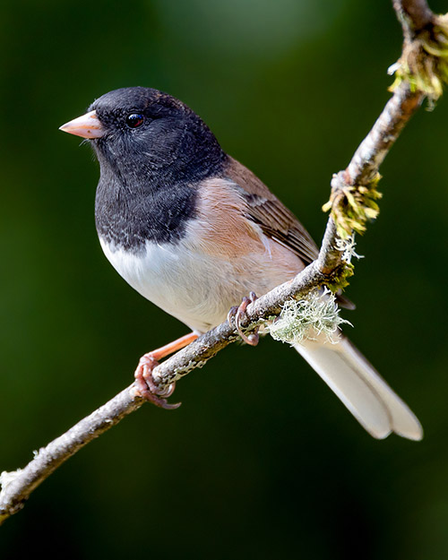 Dark-eyed Junco (Oregon)