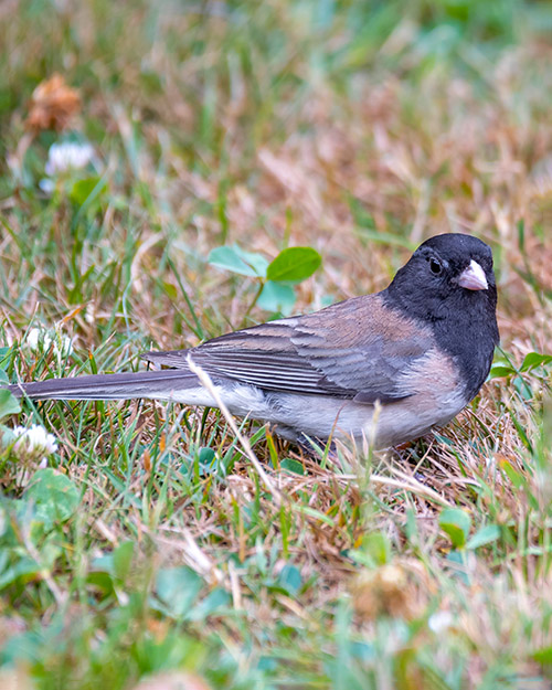 Dark-eyed Junco (Oregon)