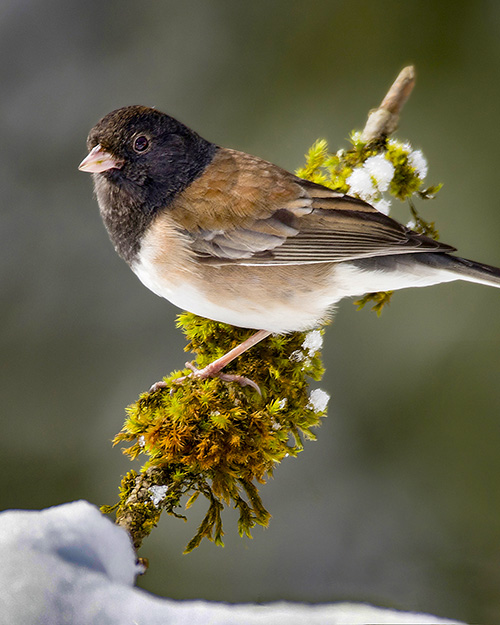 Dark-eyed Junco (Oregon)