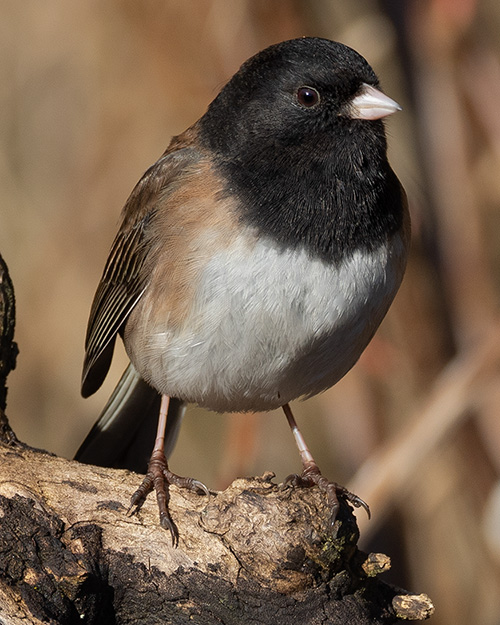 Dark-eyed Junco (Oregon)