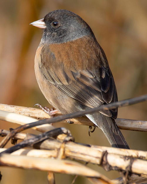 Dark-eyed Junco (Oregon)