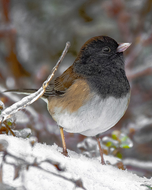 Dark-eyed Junco (Oregon)