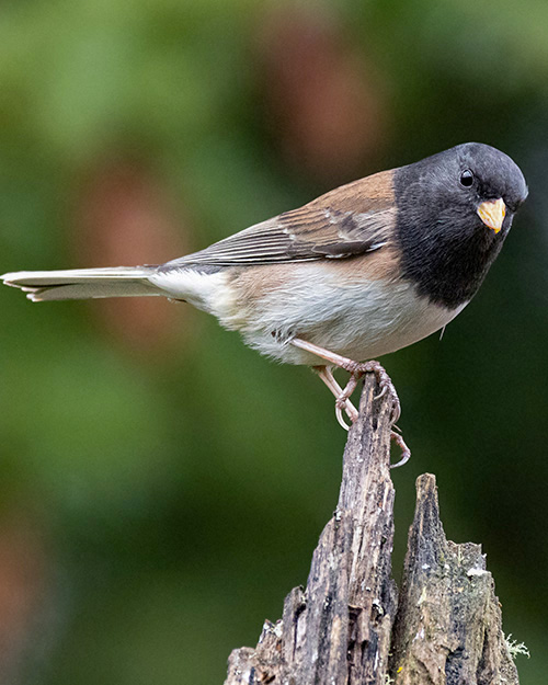 Dark-eyed Junco (Oregon)