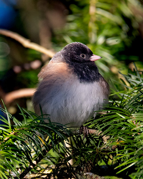 Dark-eyed Junco (Oregon)