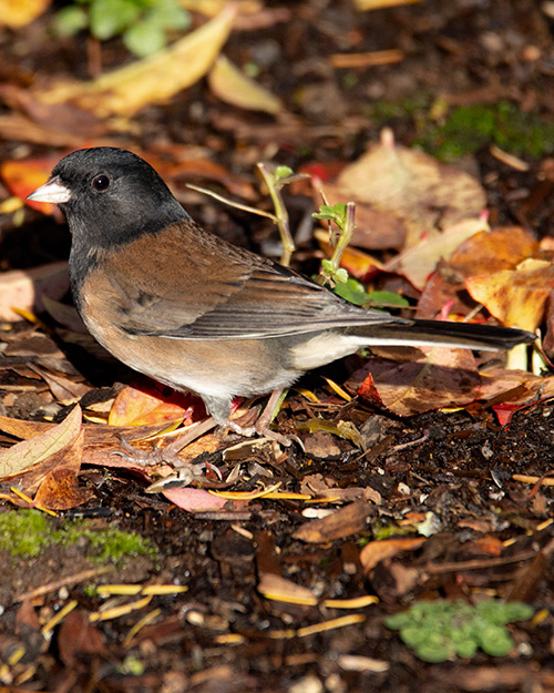 Dark-eyed Junco (Oregon)