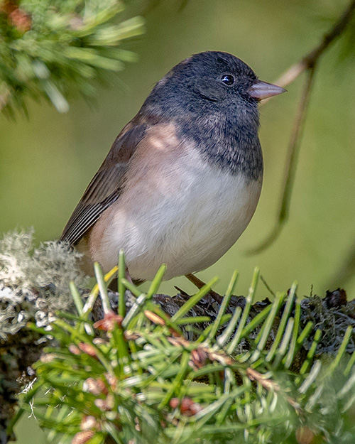 Dark-eyed Junco (Oregon)