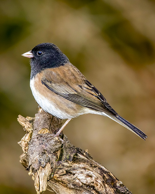 Dark-eyed Junco (Oregon)