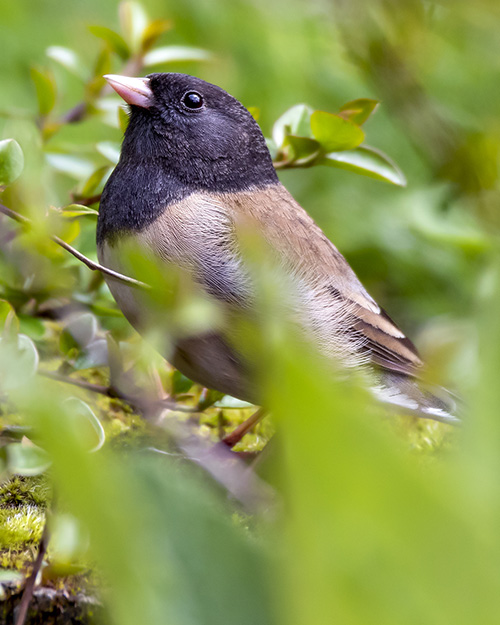 Dark-eyed Junco (Oregon)