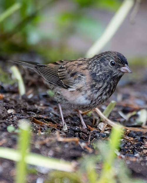 Juvenile Dark-eyed Junco (Oregon)