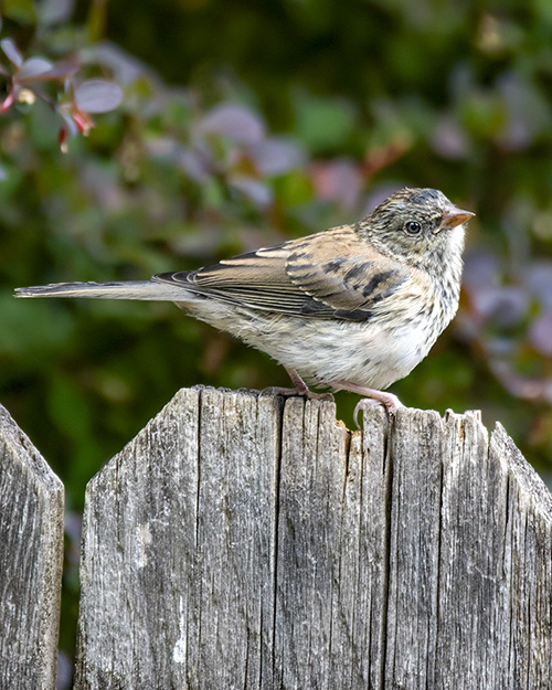 Juvenile Dark-eyed Junco (Oregon)
