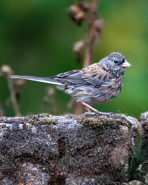 Juvenile Dark-eyed Junco (Oregon)