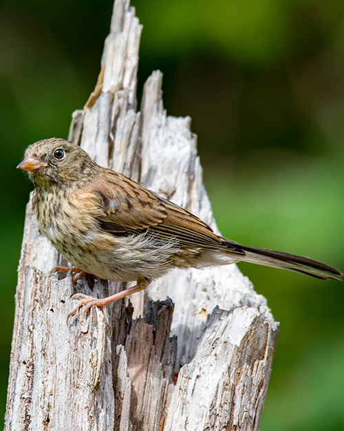 Juvenile Dark-eyed Junco (Oregon)