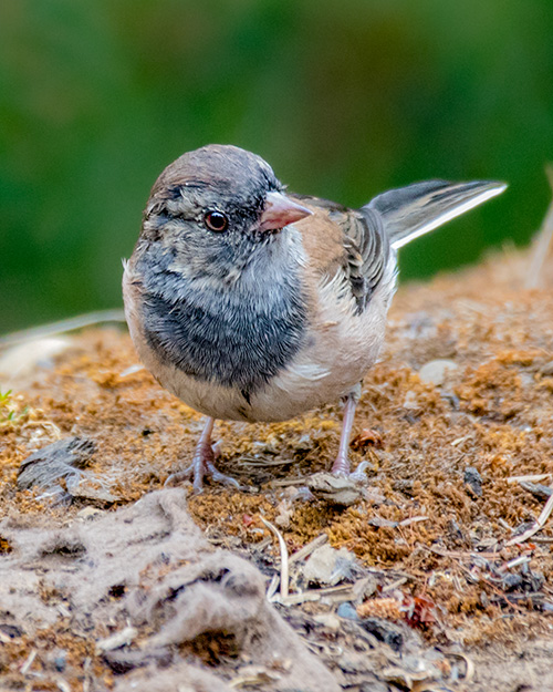 Juvenile Dark-eyed Junco (Oregon)