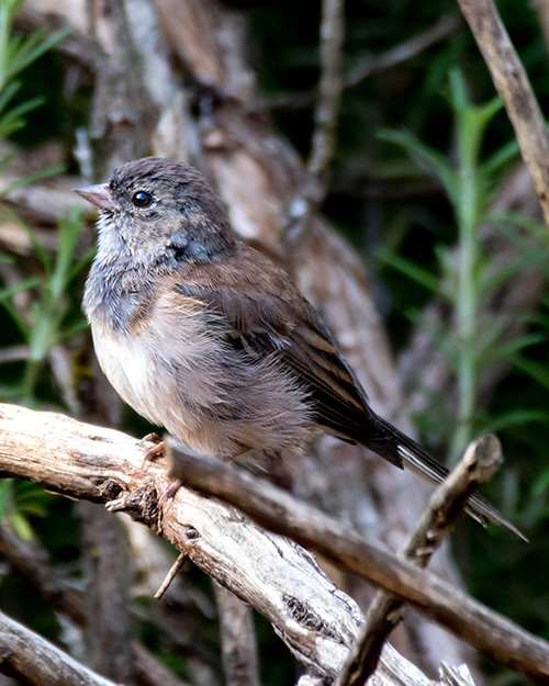 Juvenile Dark-eyed Junco (Oregon)