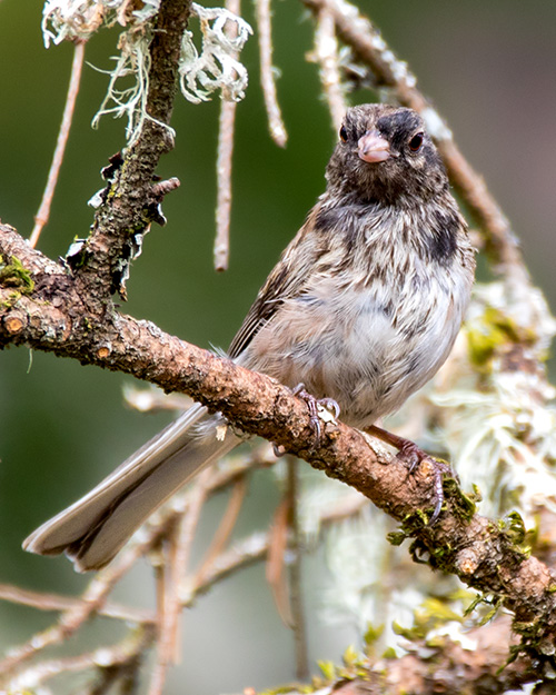Juvenile Dark-eyed Junco (Oregon)