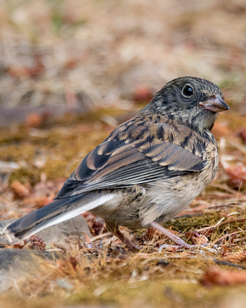 Juvenile Dark-eyed Junco (Oregon)