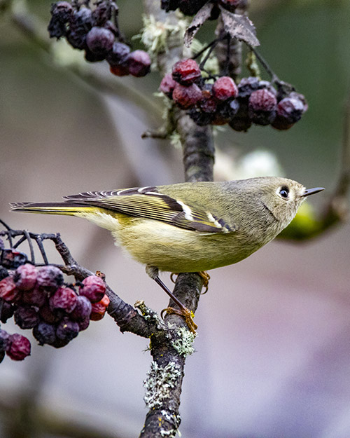 Ruby-crowned Kinglet