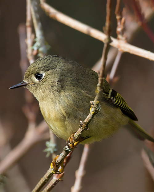 Ruby-crowned Kinglet