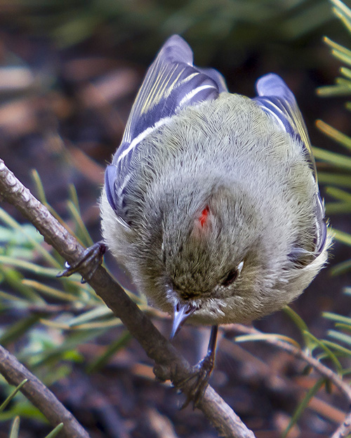 Ruby-crowned Kinglet